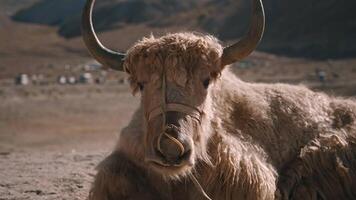 Close-Up of Yak Resting in Sunlight video