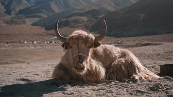 Fluffy Yak Lying in Remote Valley video