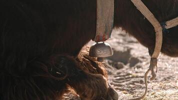 Close-Up of Himalayan Yak Neck Bell video
