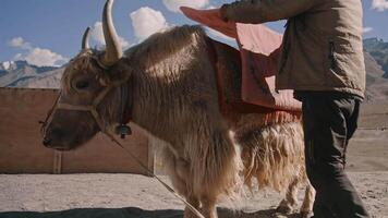 Man Saddling a Yak in the Mountains video