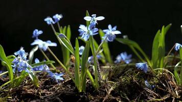 Beautiful blooming blue sflowers in spring, First spring snowdrops macro zoom in video