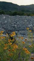 Yellow Flowers And Mountains In The Background During A Sunset In Nature video