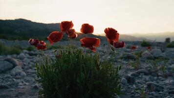 Silhouette Of A Bush Of Red Poppies Flowers Growing Among The Rocks Of Dry River video