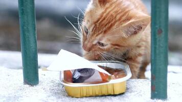 Curious kitten explores meal at urban setting video