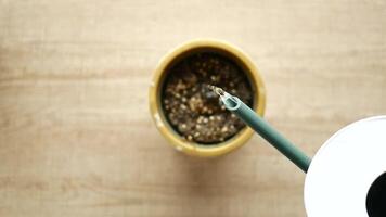 Caring for a plant indoors video