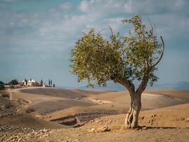 A lone tree in the middle of a desert photo