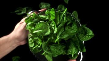 The chef tosses spinach in a saucepan. Filmed on a high-speed camera at 1000 fps. High quality FullHD footage video