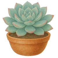 Beautiful succulent in a clay pot, perfect for home decor. png