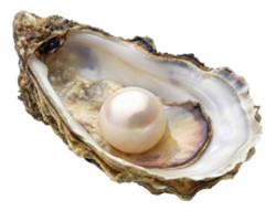 A close up of an oyster shell with a single iridescent pearl inside on a transparent background png