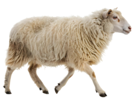 A fluffy sheep with white wool walking across a transparent background in a studio shot png
