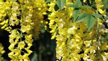 Close up of vibrant yellow laburnum flowers hanging from branches, swaying gently in the breeze against a dark background. video