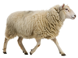 Sheep walking on a transparent background showing its woolly coat and slender legs in a studio shot png