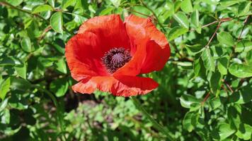 Close up of a beautiful red poppy flower with green leaves background, gently swaying in the wind. video