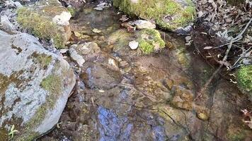Exploring a serene stream with rocks and moss in a peaceful forest setting video