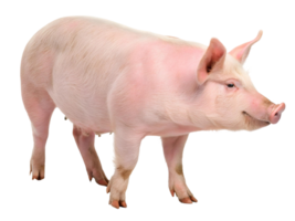 pink pig standing on a transparent background looking to the right side of the frame shot in studio png