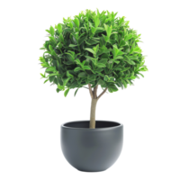 Vibrant green ornamental topiary tree in sleek black pot adds touch of elegance to any space, enhancing atmosphere with its lush foliage and refined design png
