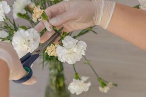 Pruning carnations for a fresh floral arrangement at home in sunny afternoon photo