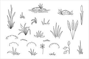 Set of different grass plants. Floral sketch. Line art elements. Botanical illustration. vector