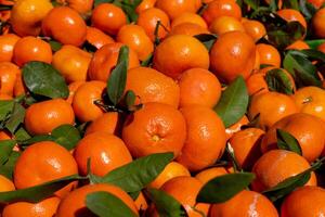 Fresh oranges and tangerines piled high at local market during sunny daytime hours photo