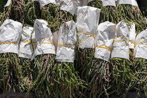 The Freshly harvested samphire displayed at a local market in the early morning light photo