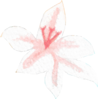 Light pink lily with pink pollen and 6 petals that is drawn and painted by hand in watercolor fine art style png