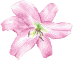 Pink lily with pink pollen and big petals that is drawn and painted by hand in watercolor fine art style png