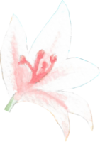 Light pink lily with pink pollen in whole flower view that is drawn and painted by hand in watercolor fine art style png