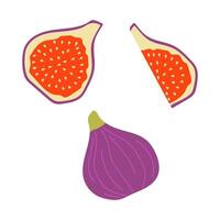 Brightly colored fresh figs displayed in a creative arrangement featuring whole and sliced pieces vector