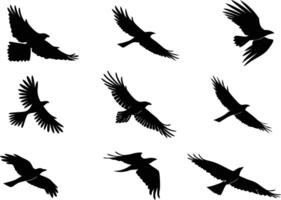 Birds Set Design for Digital Art and Illustrations vector