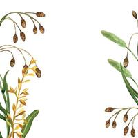 Square frame of wild plants and flowers, timothy grass, cereal plants, green leaves. All objects are hand-painted with watercolors. Suitable for printing and design on cards, invitations vector