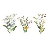 Set of wildflower bouquets. Yellow buttercups, cereal plants, timothy grass, herbs and green leaves. All objects are hand-painted with watercolors. For printing on fabric, postcards, invitations vector