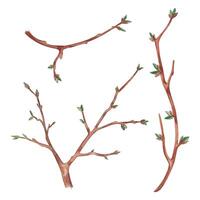 Young tree branches of red-brown color with green buds. Branches of different sizes, hand-drawn in watercolor. Watercolor illustration suitable for wallpaper, textile design. High quality illustration vector