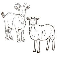 goat and sheep line art sketch vector