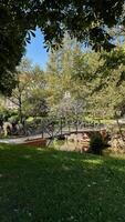 Charming wooden bridge in a sunlit park surrounded by lush greenery and tranquil stream on a bright clear day photo