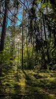 Tranquil forest scene with sunlight filtering through tall pine trees in a lush green woodland setting capturing natural serenity photo