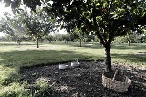 cottagecore orchard with apple trees photo