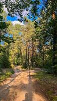 Serene pathway through a lush green forest with tall trees and clear blue sky on a sunny day for tranquil nature walks and exploration photo