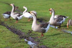 A flock of domestic geese walks one after another across the field photo