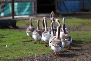 A flock of geese walking across a grassy field. The geese are lined up, some of them are closer to the camera photo