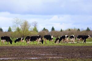 A herd of cows is grazing in a field. The cows are black and white and scattered across the field. The sky is cloudy, the grass is wet photo