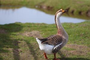 A goose stands on a grassy area near a pond photo