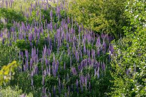 Beautiful background of a meadow covered with purple lupine photo