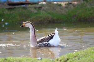 Geese with orange beaks swim in a man-made pond with murky water photo