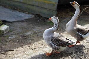 Two geese are walking around the yard of a farm photo