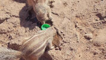 Curious creatures explore water source in dry terrain video