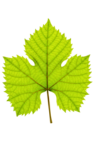 Translucent green grape leaf showing detailed veins isolated on a transparent background png