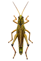 Green and yellow grasshopper insect isolated on a transparent background png