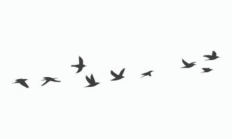 Silhouette of a Flock of Birds in Flight vector