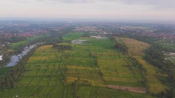 Lush green rice fields with scattered trees and water channels in Lombok video