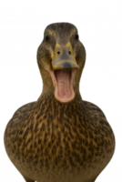 A duck with its mouth open and its tongue out png